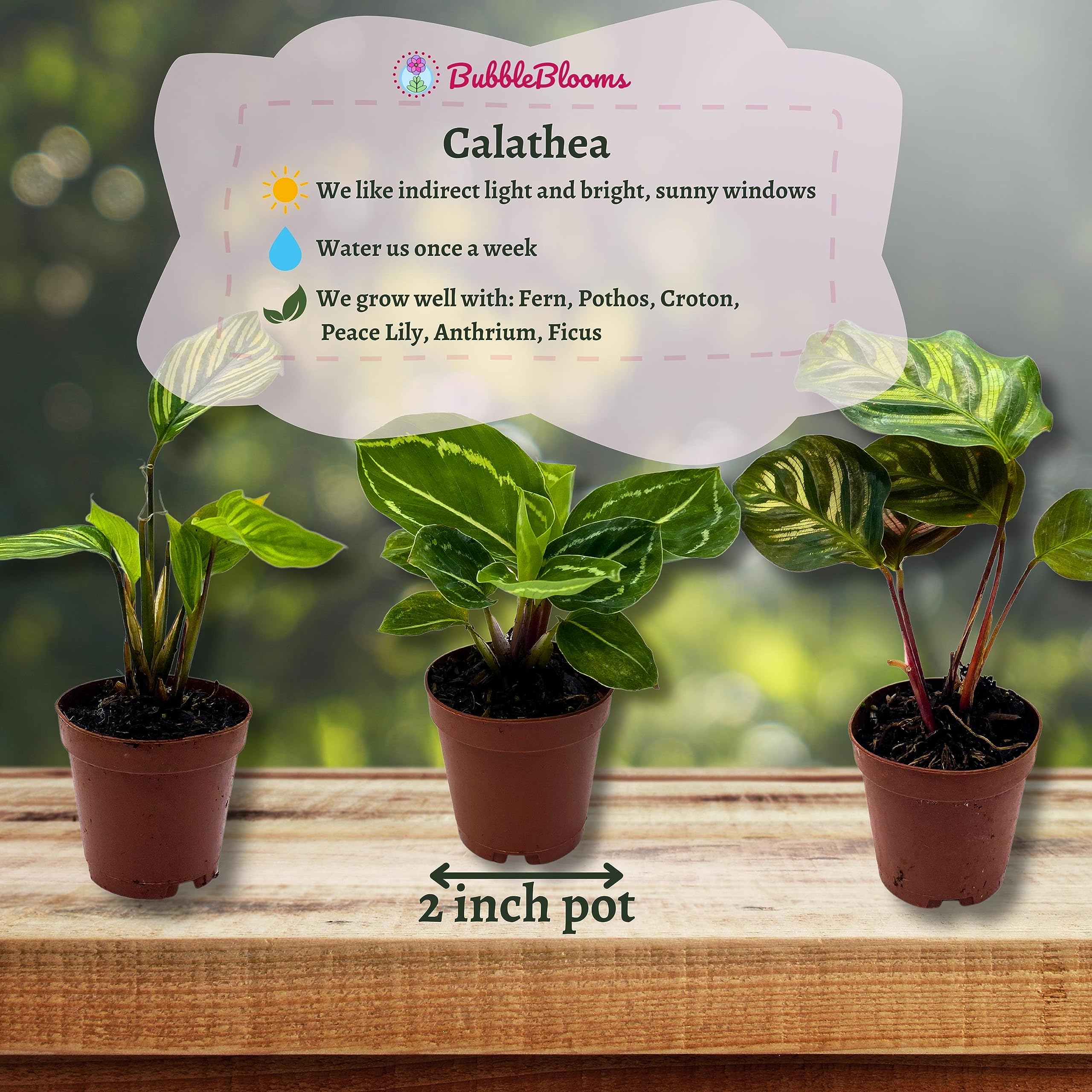 Amazon.com : BubbleBlooms Calathea Assortment Set, 2 inch pots, 5 Different Prayer  Plants, pet Friendly Indoor Low Light : Patio, Lawn & Garden