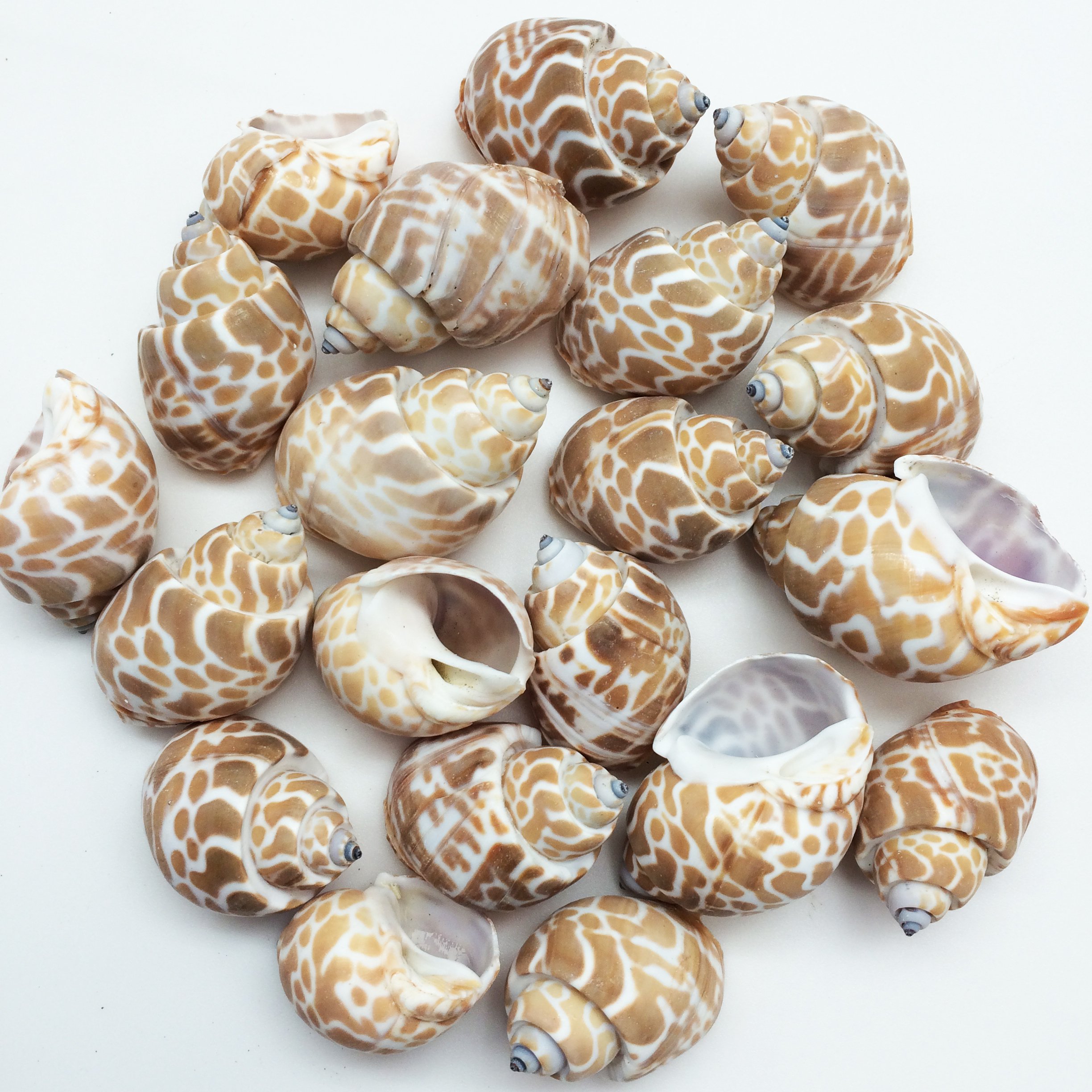Amazon.com: PEPPERLONELY 20PC Babylonia Spirata Hermit Crab Sea