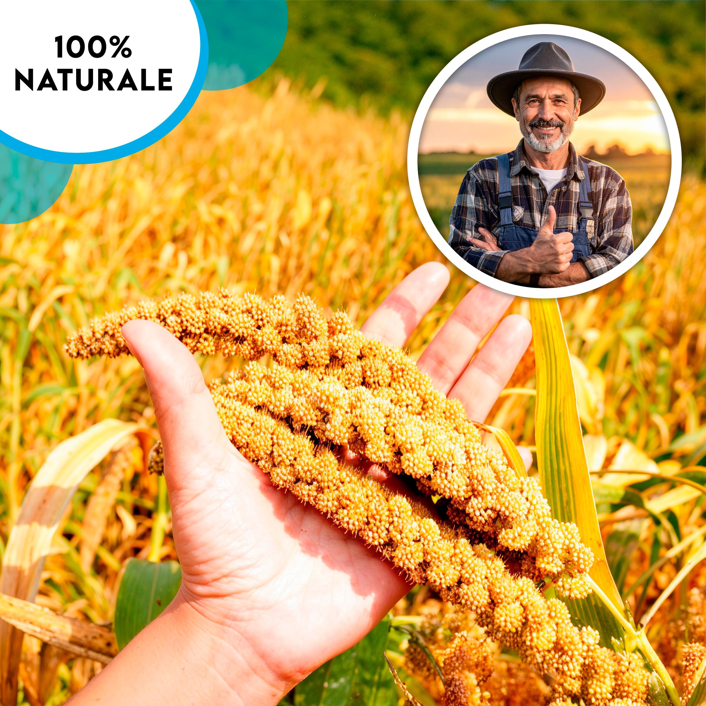 ZOMAPET spighe di panico per pappagalli 1Kg, mangime pappagalli naturale ideale anche per cocorite e uccelli esotici - Made in italy