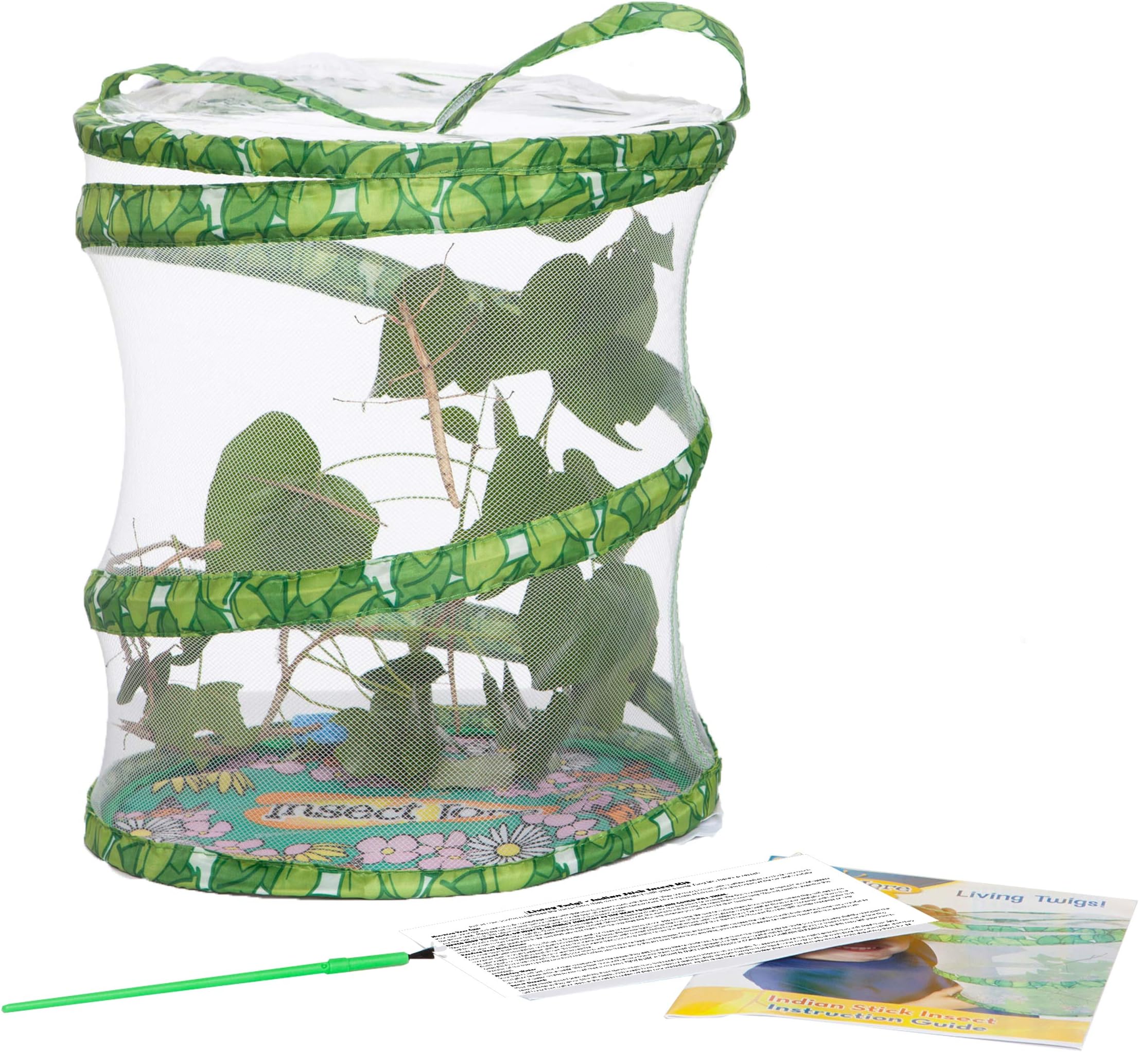Living Twig Stick Insect Kit sent with Eggs