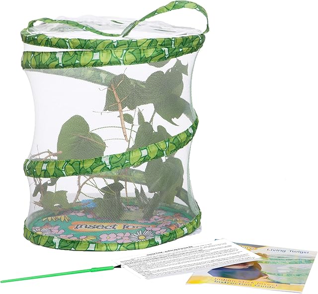 Living Twig Stick Insect Kit with LIVE Eggs