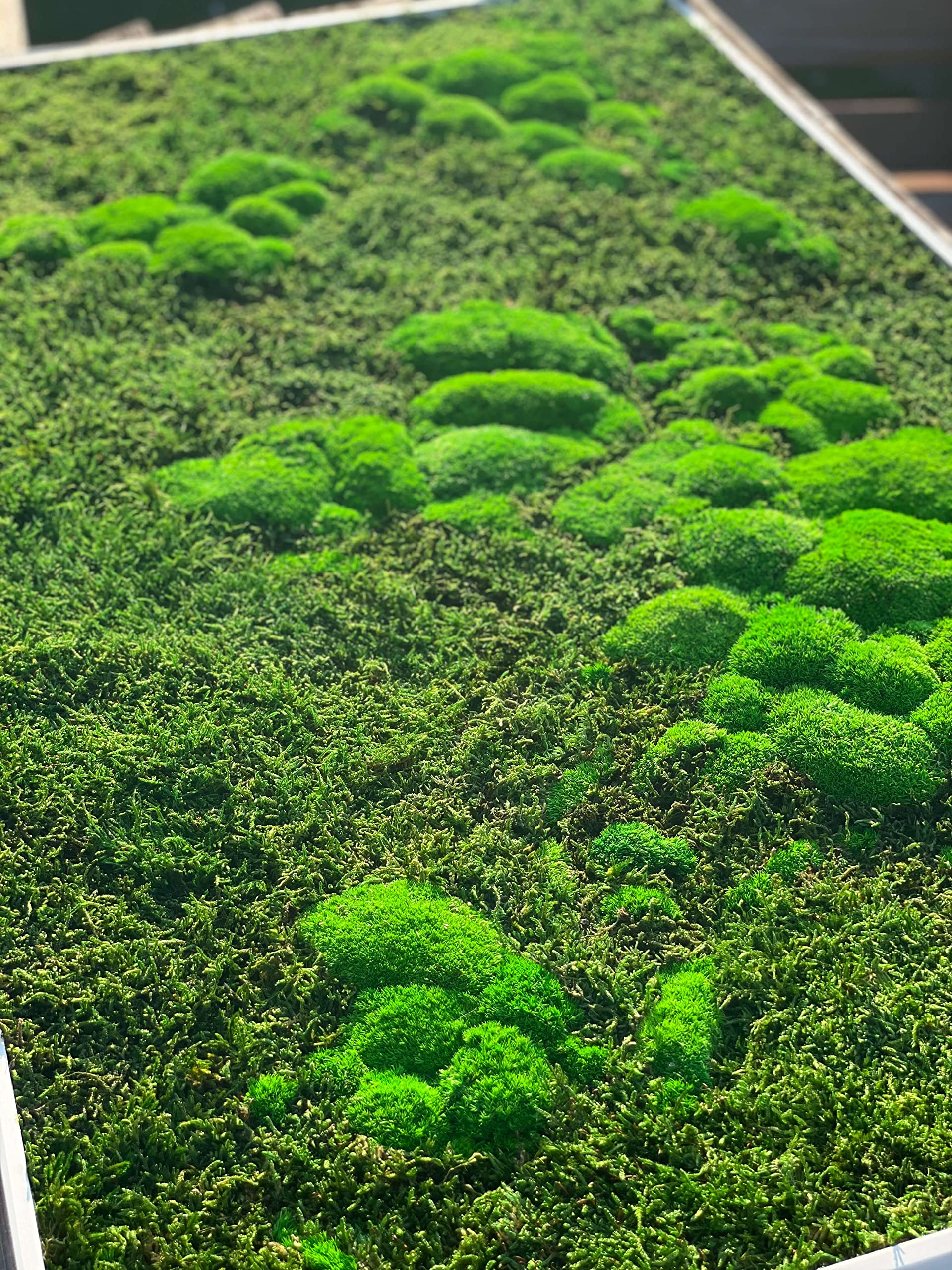 Mapa świata mchu (w ramie) - stabilizowany naturalny mech leśny i porosty nordyckie - grafika ścienna wewnętrzna (112 x 65 cm, zielona - biała drewniana rama)