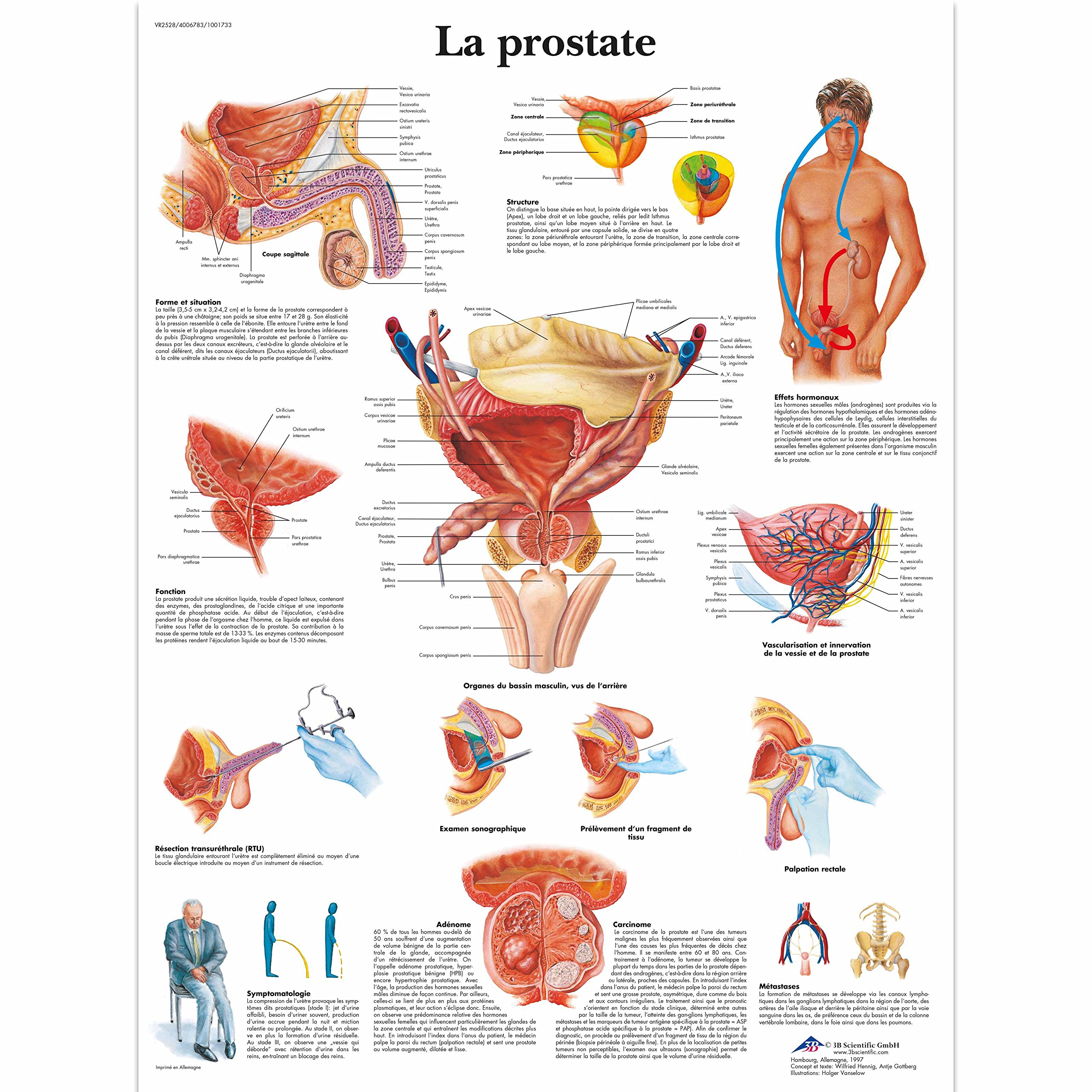 3B Scientific - anatomical board
