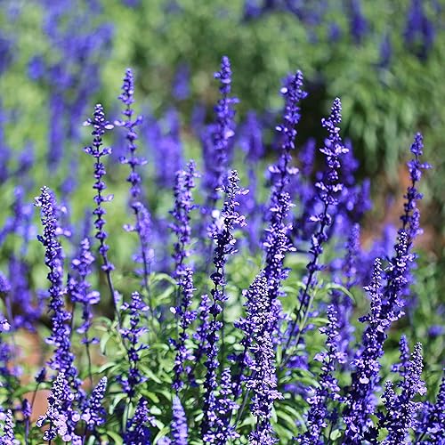 Outsidepride Blue Sage Salvia Farinacea Semillas de plantas silvestres - 5000 semillas