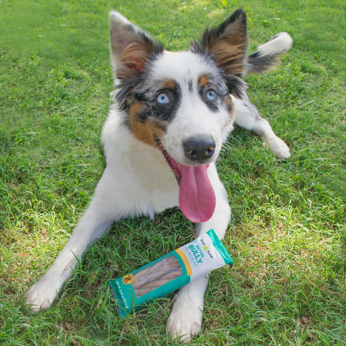 PurChew Dental Chews - Plant-Based & Vegan view 2