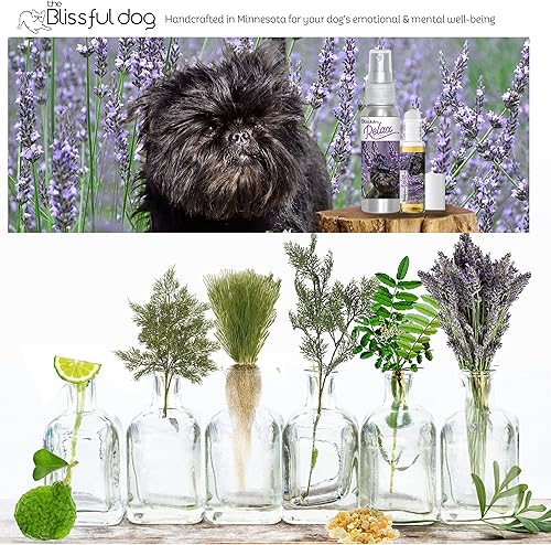 Miniatura 9 de The Blissful Dog Spray de aromaterapia relajante de Bulldog francés para la ansiedad de tu perro