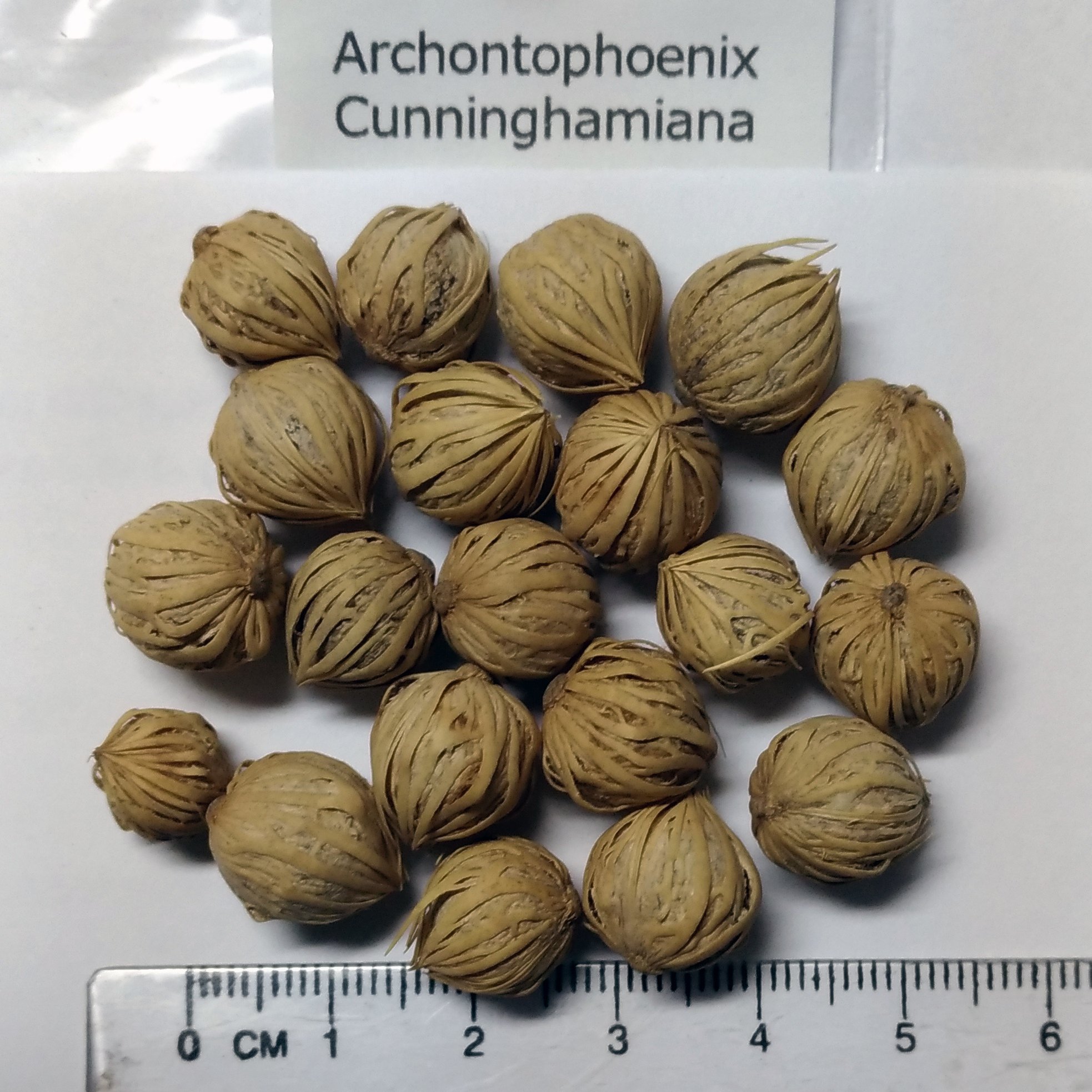 Amazon.co.jp: 【種子】Archontophoenix Cunninghamiana