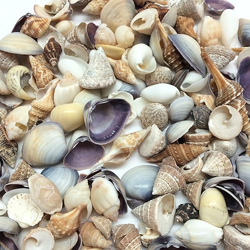 Miniatura 3 de PEPPERLONELY Conchas marinas de mezcla pequeña, muy limpias, 8 oz aprox. 340 carcasas de PC, 12 pulgada  1 pulgada