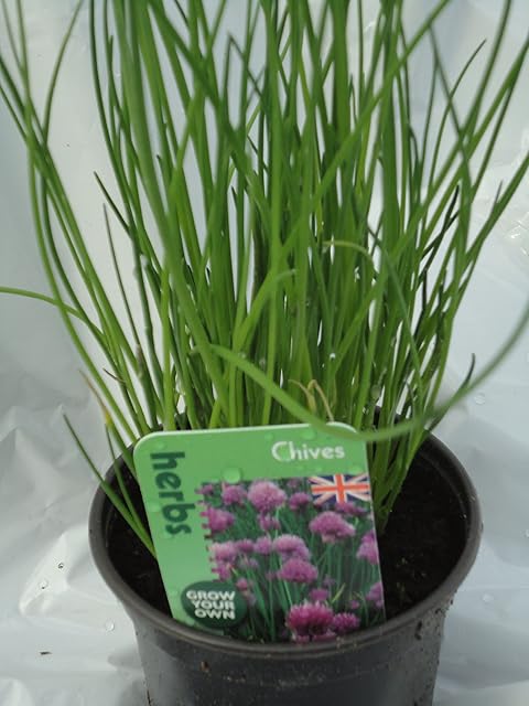 Chives herb Plant Bees Butterflies pollinators Plant 9cm Pot