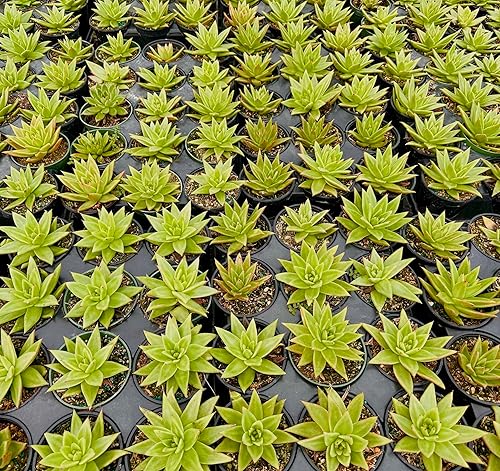 Miniatura 4 de ragnaroc Plantas suculentas vivas  Echeveria Agaviodes Ebony, enraizadas en maceta de 4 pulgadas  1 unidad  Llegada viva garantizada  Plantas de