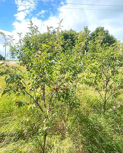 Miniatura 4 de TomorrowSeeds - Semillas de ciruelo americano - Más de 30 unidades - para plantar Prunus Americana Ciruelas silvestres Rojo Dulce Nativo Forrajeo