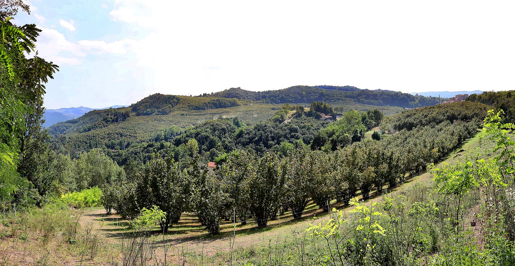 Golosè - confezione da 20 tortine monoporzione alla Nocciola Piemonte IGP