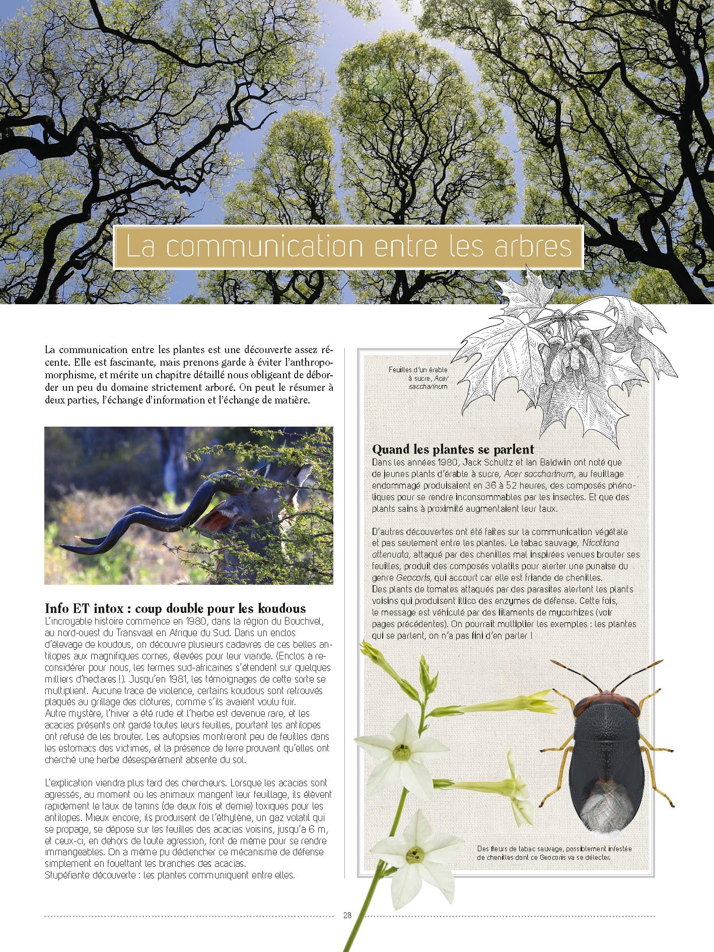 Arbres: Tous les savoirs, toutes les histoires, tous les pouvoirs, tous les espoirs...
