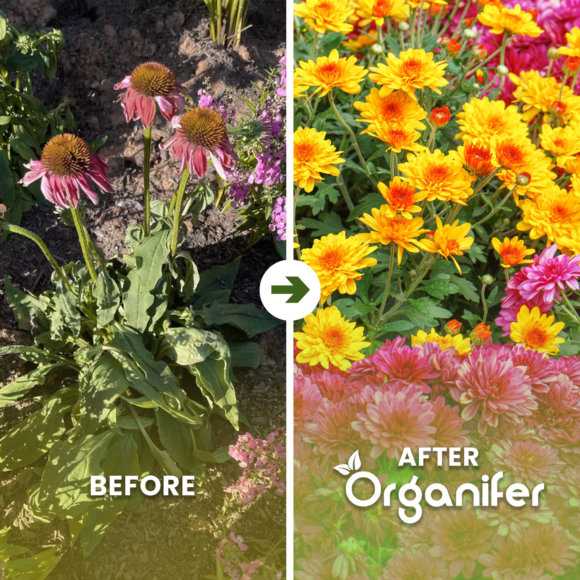 Flower Flüssigdünger - 3x1L - NPK 3-4-3 | Für Blühpflanzen - Fördert Wachstum Und Blütenfarbe - Organifer