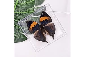 Cased Dead Leaf Butterfly Real Large Magnified Insect Specimen Children Science Education STEM Gift
