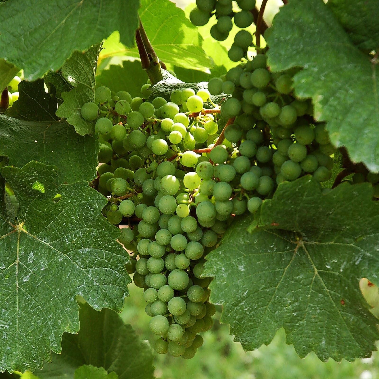 GRAPEVINE Vroege Van Der Laan 3L