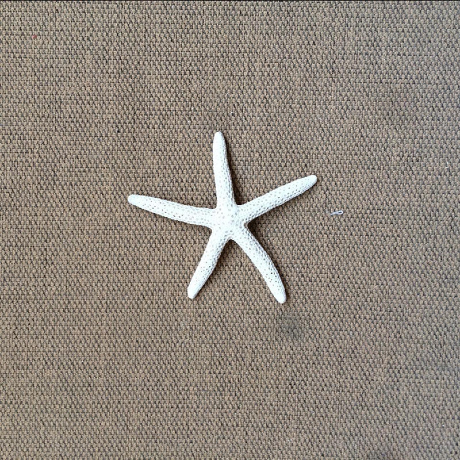Étoile de mer blanche naturelle pour déco mariage bohème et table bord de mer