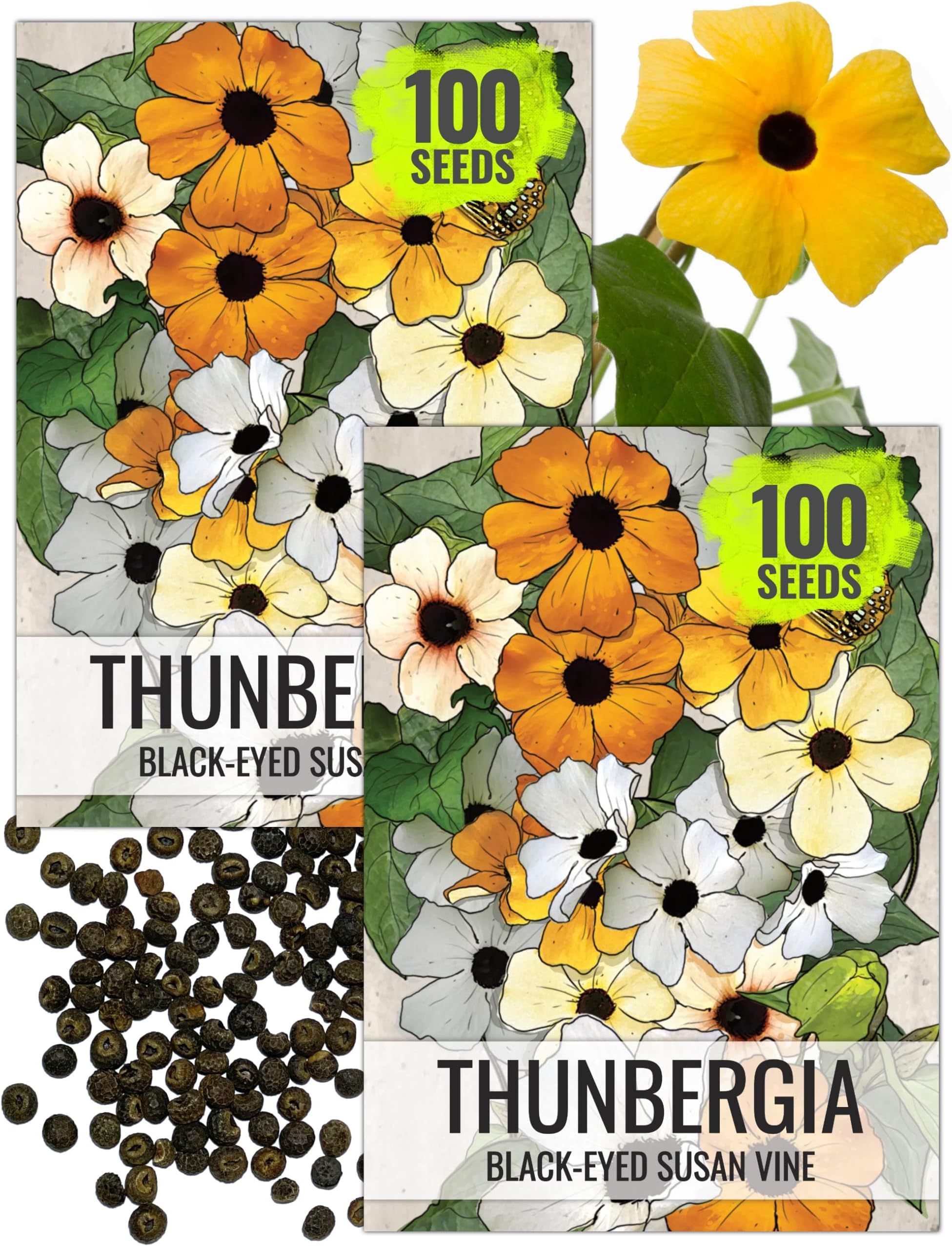 Seed Needs Black-Eyed Susan Vine Seeds for Planting Thunbergia Climbers - Heirloom & Open Pollinated Seed to Cover a Fence or Trellis & Attract Pollinators (2 Packs (200 Seeds))