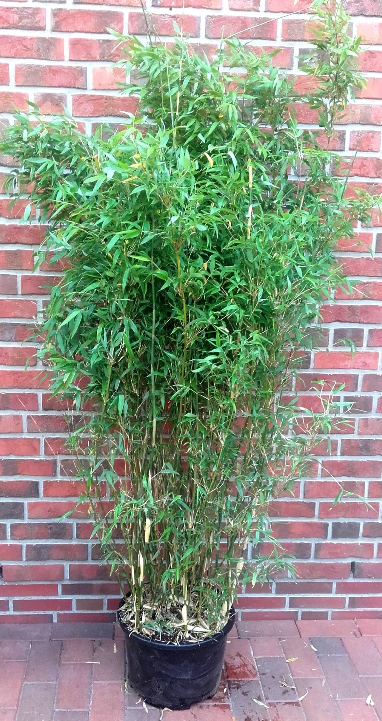 1 Stck Bambus, Fargesia murielae Jumbo, Hhe: 160-170 cm, winterhart,  immergrn : Amazon.de: Garten