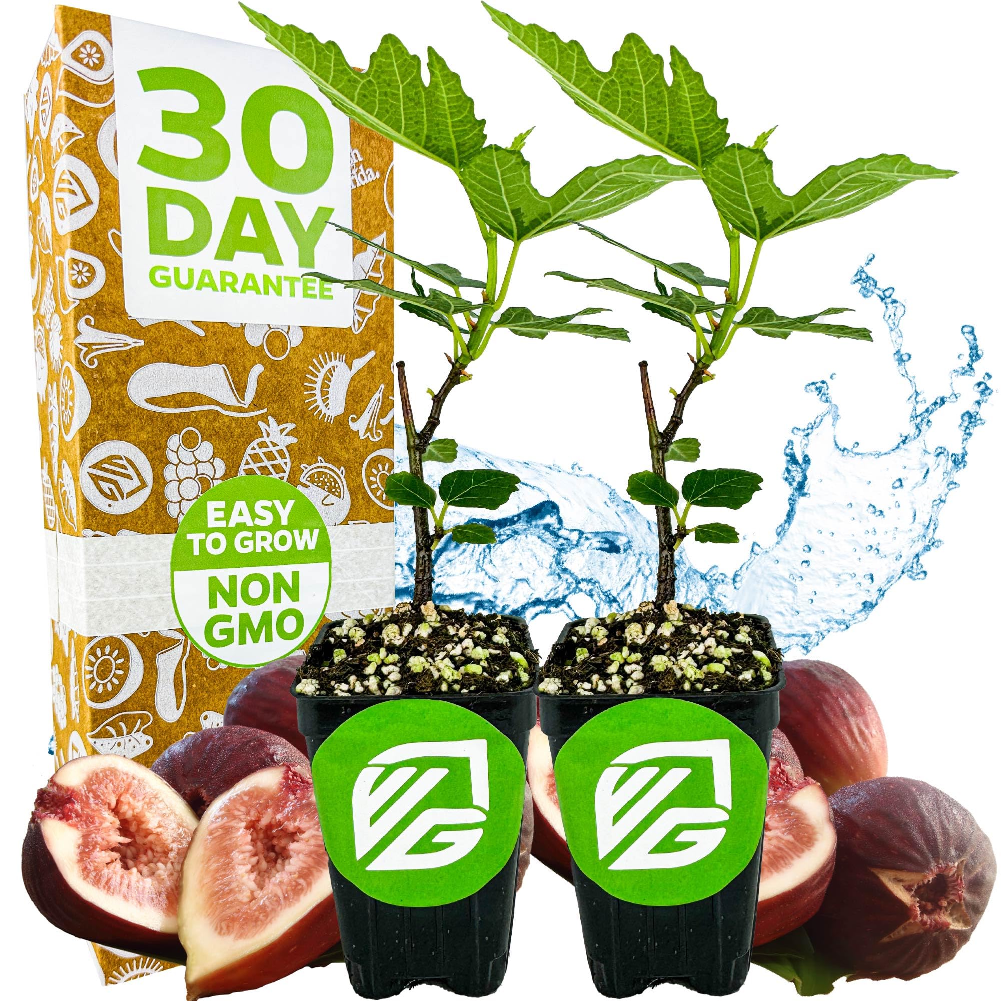 Beer's Black Fig Tree