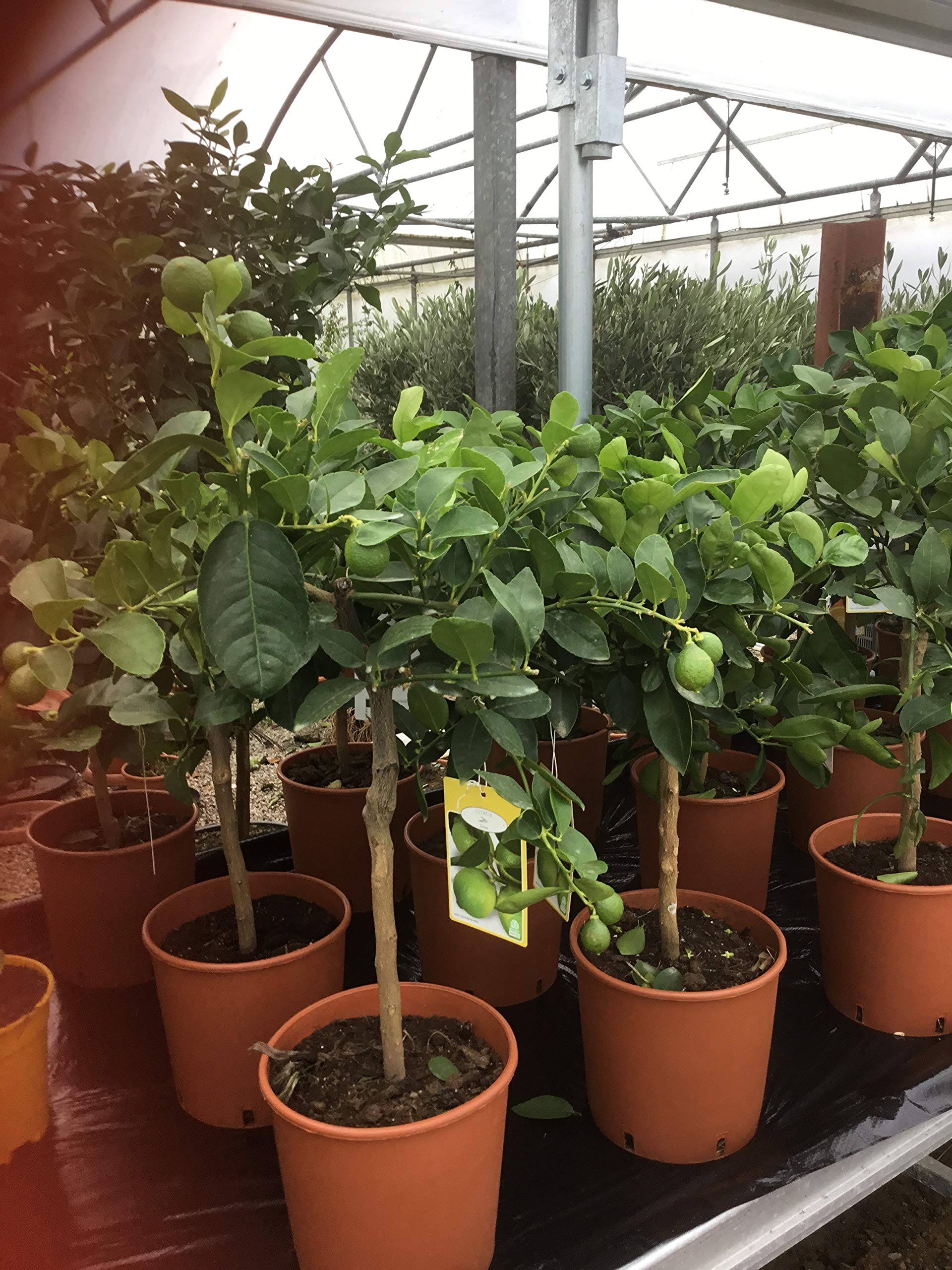 Best4gardenBeautiful Citrus Lime Tree Citrus Fragrance and small fruits - Lemon tree presents - Gift wrap and fast delivery options.