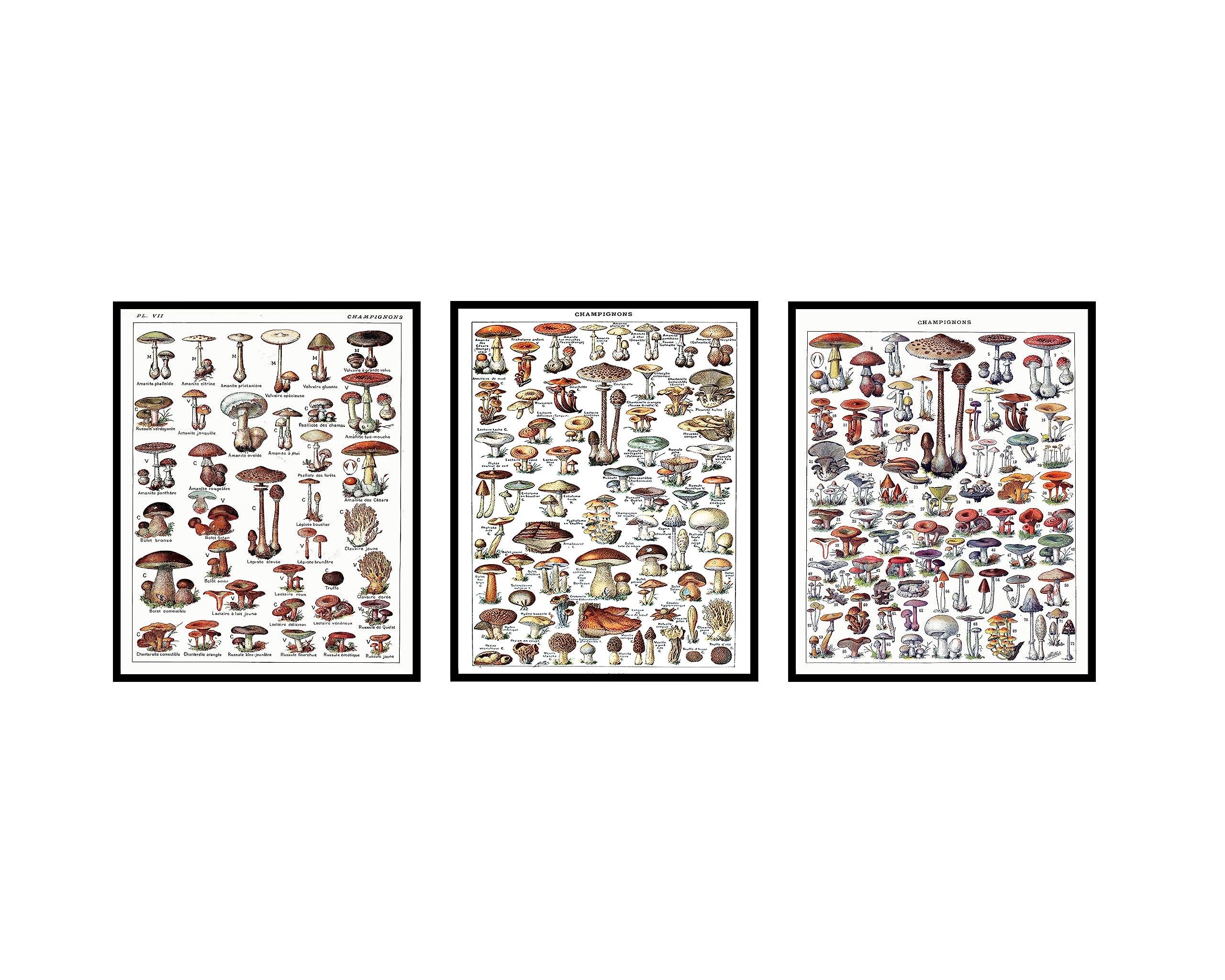 Poster Master 3-Piece Vintage Adolphe Millot Poster - Retro Botanical Print - 8x10 UNFRAMED Wall Art - Gift for Friend, Gardener - Fungi, Mushroom, Champignons - Wall Decor for Home, Kitchen