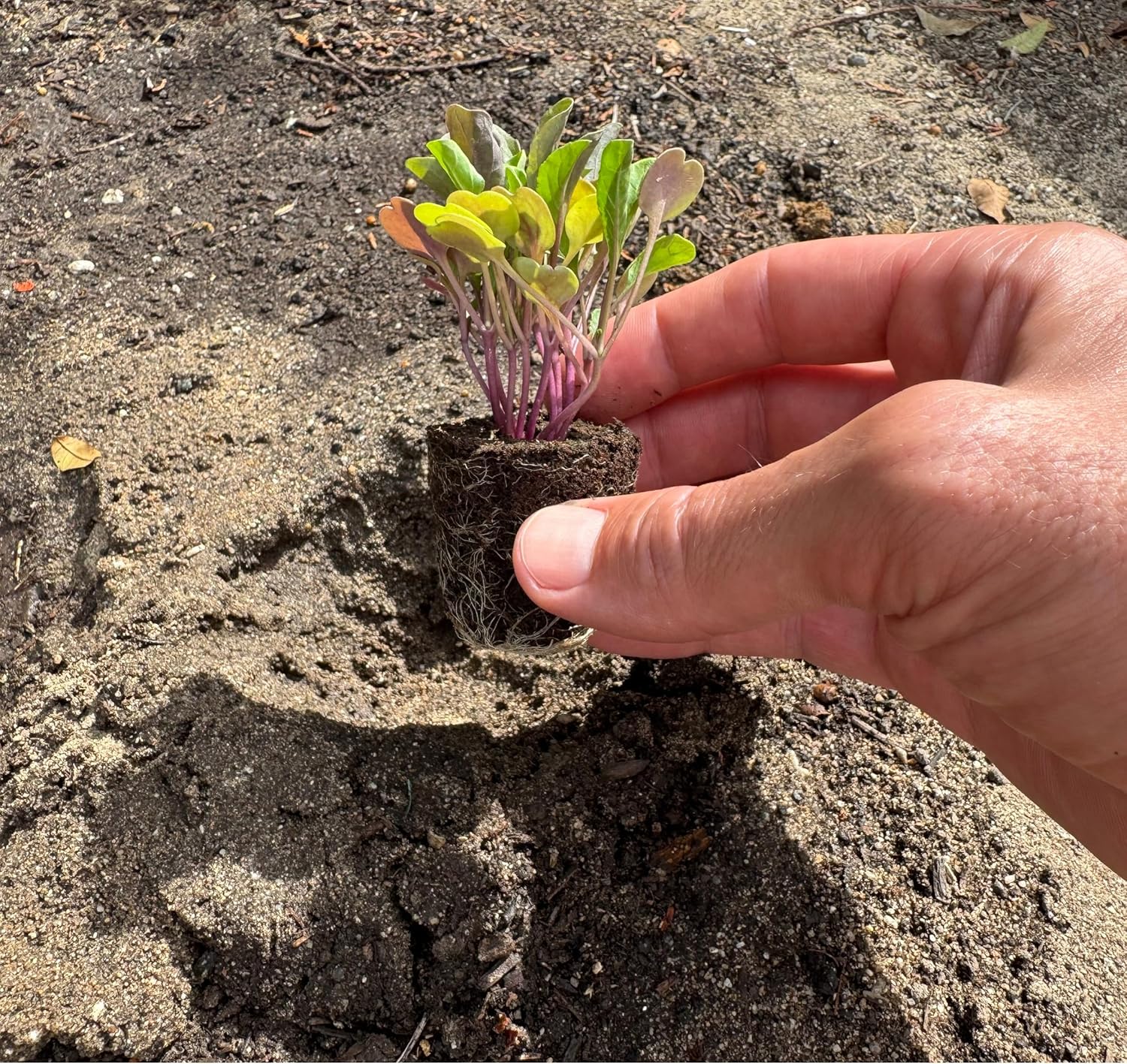 Greens Seedlings: Ready-to-Plant Seedlings, Starts, Plugs, Garden-Ready, Live Plants, Transplants, Pre-sprouted, for Soil & Hydroponic Gardens (6 seedings)