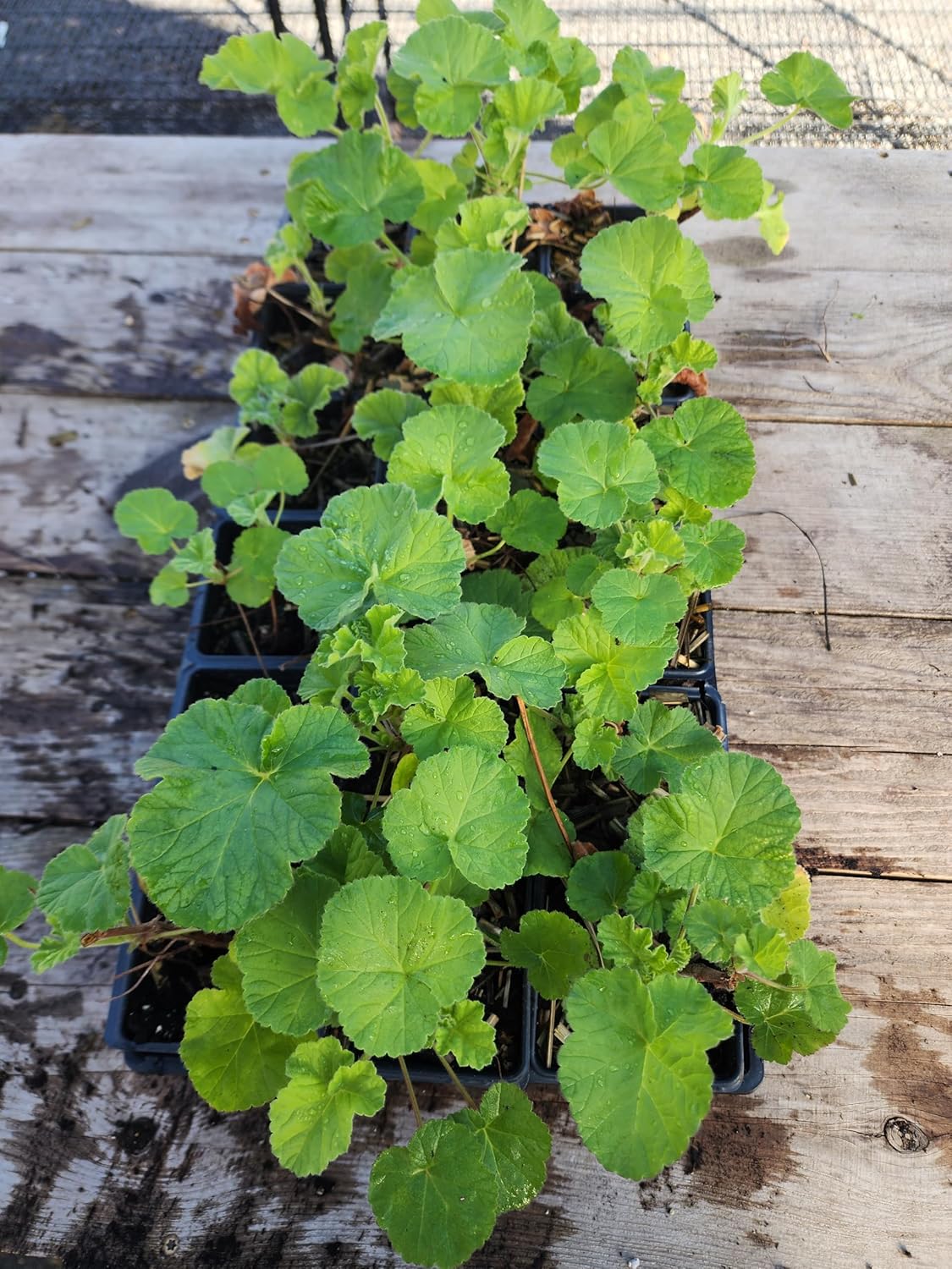 Smoke Camp Crafts Orange Scented Geranium Plant, Pelargonium Citriodorum, 2.5-inch Pot