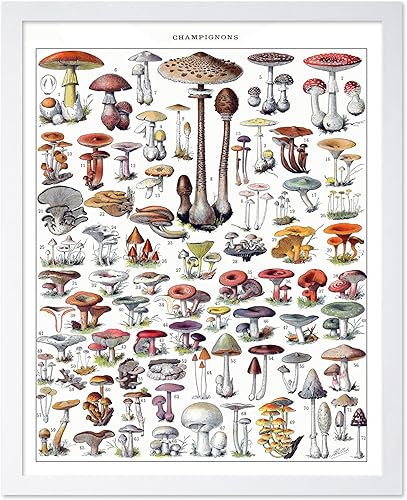 Miniatura 170 de Poster Master Póster vintage de orquídea, estampado de flores retro, arte de pared de plantas exóticas, arte botánico, regalo para hombres y