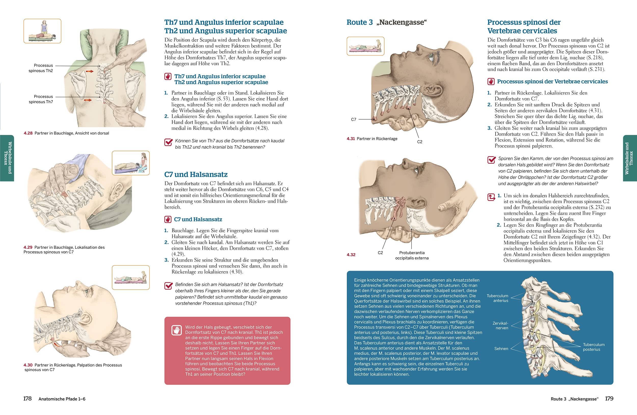 Trail Guide Anatomie: Anatomie praktisch begreifen (mit DVD)