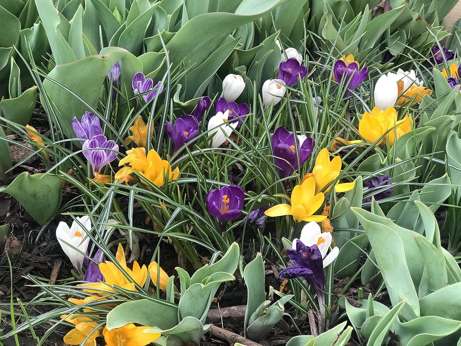 A Complete Spring Garden - 50 Bulbs for 50 Days of Continuous Blooms