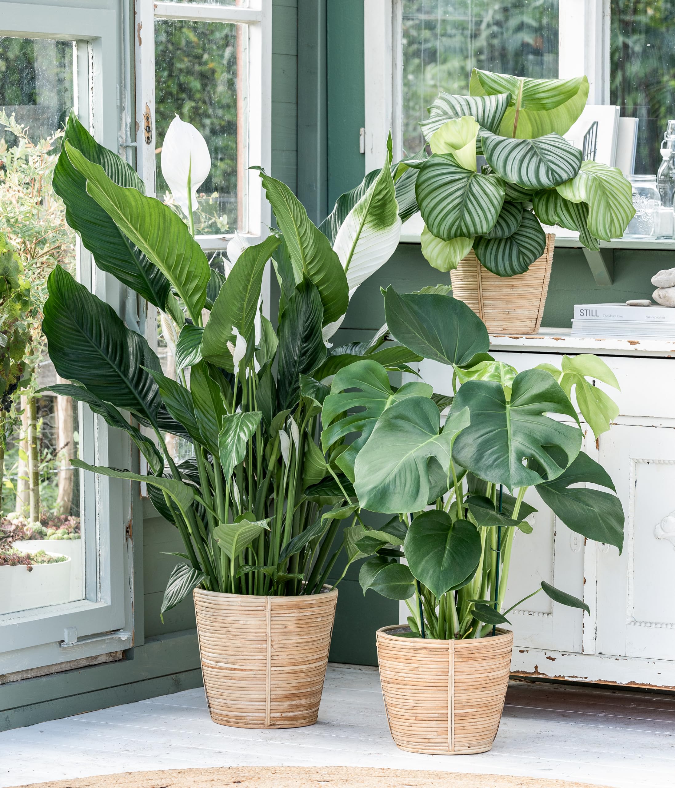 Dehner Fensterblatt-Monstera, geschlitztes Blattwerk, ca. 60-70 cm,  Topf  21 cm, Zimmerpflanze : Amazon.de: Garten