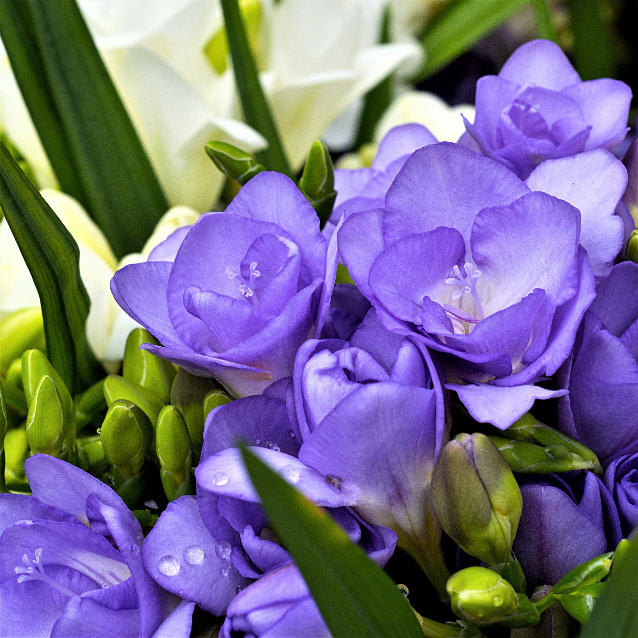 Eignet Sich Zur Gartenbe, Pflegeleichte, Schnittblumen Verwendet Werden,-25Freesien-A
