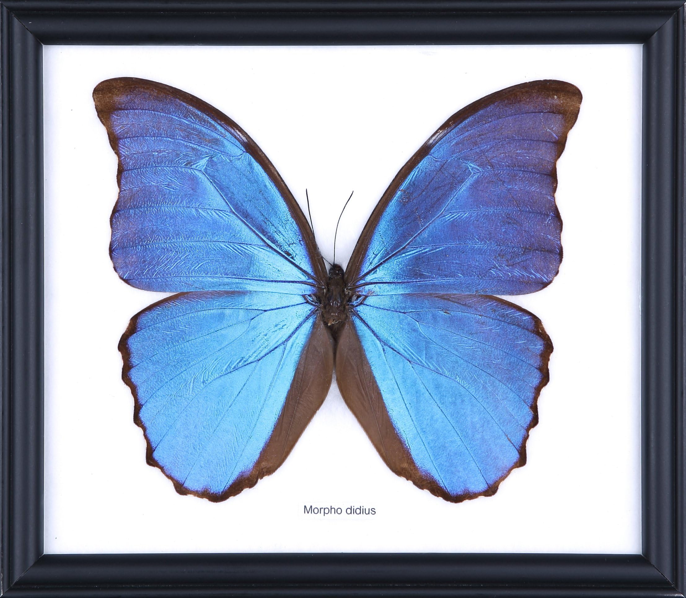 The Giant Blue Morpho Butterfly (Morpho didius) Framed & Mounted Under Glass, Butterfly Taxidermy Home Decor