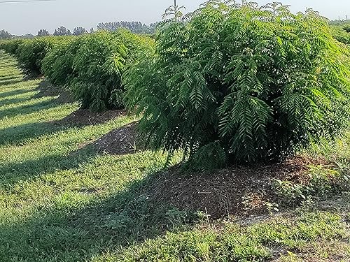 Miniatura 51 de Hojas de curry frescas - 4 oz - Paquete de $3.74 por oz - Inspeccionado por el USDA en el sitio, cultivado en Florida, altamente aromático y sabroso