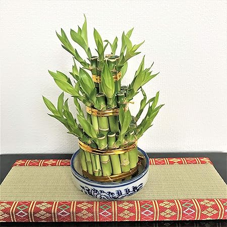 Amazon Co Jp はなみどり ミリオンバンブータワー 3段 ドラセナ サンデリアーナ 迎春 幸運を呼ぶ ラッキーバンブー 風水 開運 ホーム キッチン