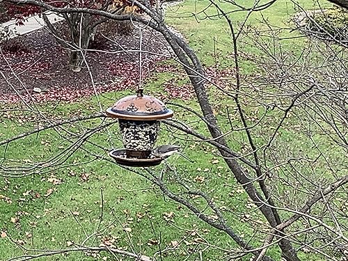 Miniatura 9 de Alimento para aves silvestres de frutos secos y bayas (4 libras)