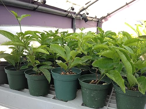 Miniatura 2 de Vid comestible de maracuyá - Passiflora Purple Possum Maracuyá - Planta