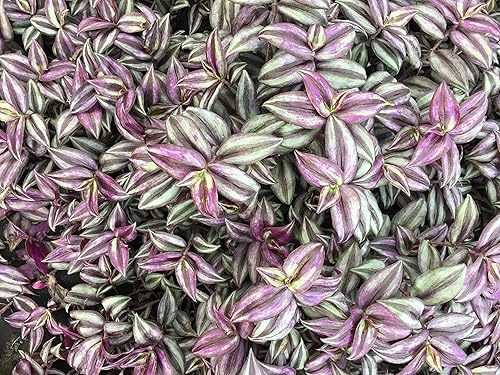 Miniatura 5 de Plantas judías errantes moradas en macetas de 4 pulgadas (1, no pidas en condiciones climáticas severas, estas plantas no se envían bien en