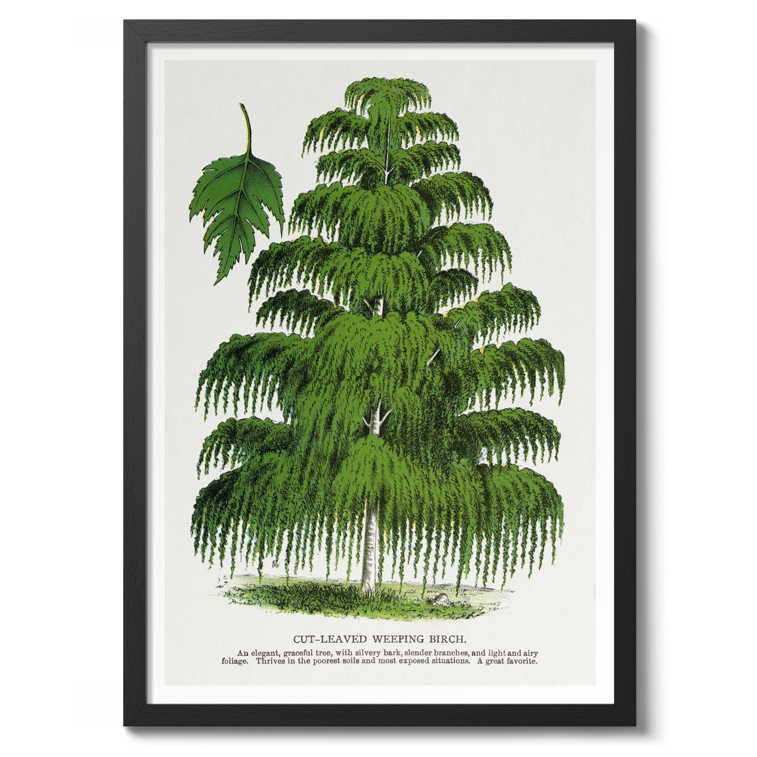 Cut-Leaved Weeping Birch Vintage Botanical Tree Poster, Nature Home Decor Wall Art, Retro Encyclopedia Illustration, Archival Matte, A4 (Black Frame) - 29.7x21cm