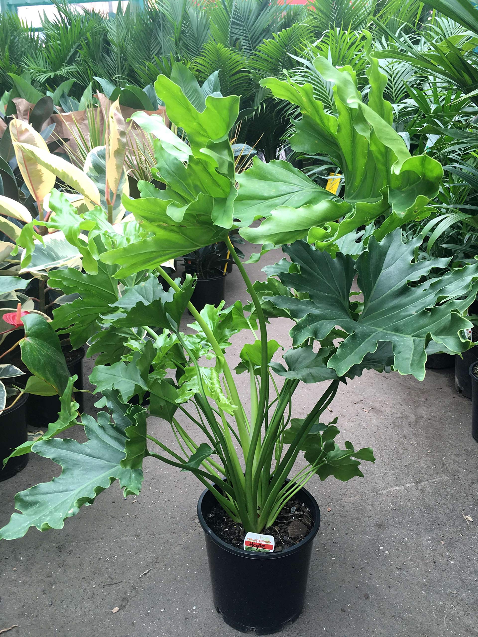 Amazon.com : Split Leaf Philodendron - Live Plant in a 3 Gallon Growers Pot  - Philodendron Selloum - Slow Growing Evergreen Indoor or Outdoor  Houseplant : Patio, Lawn & Garden
