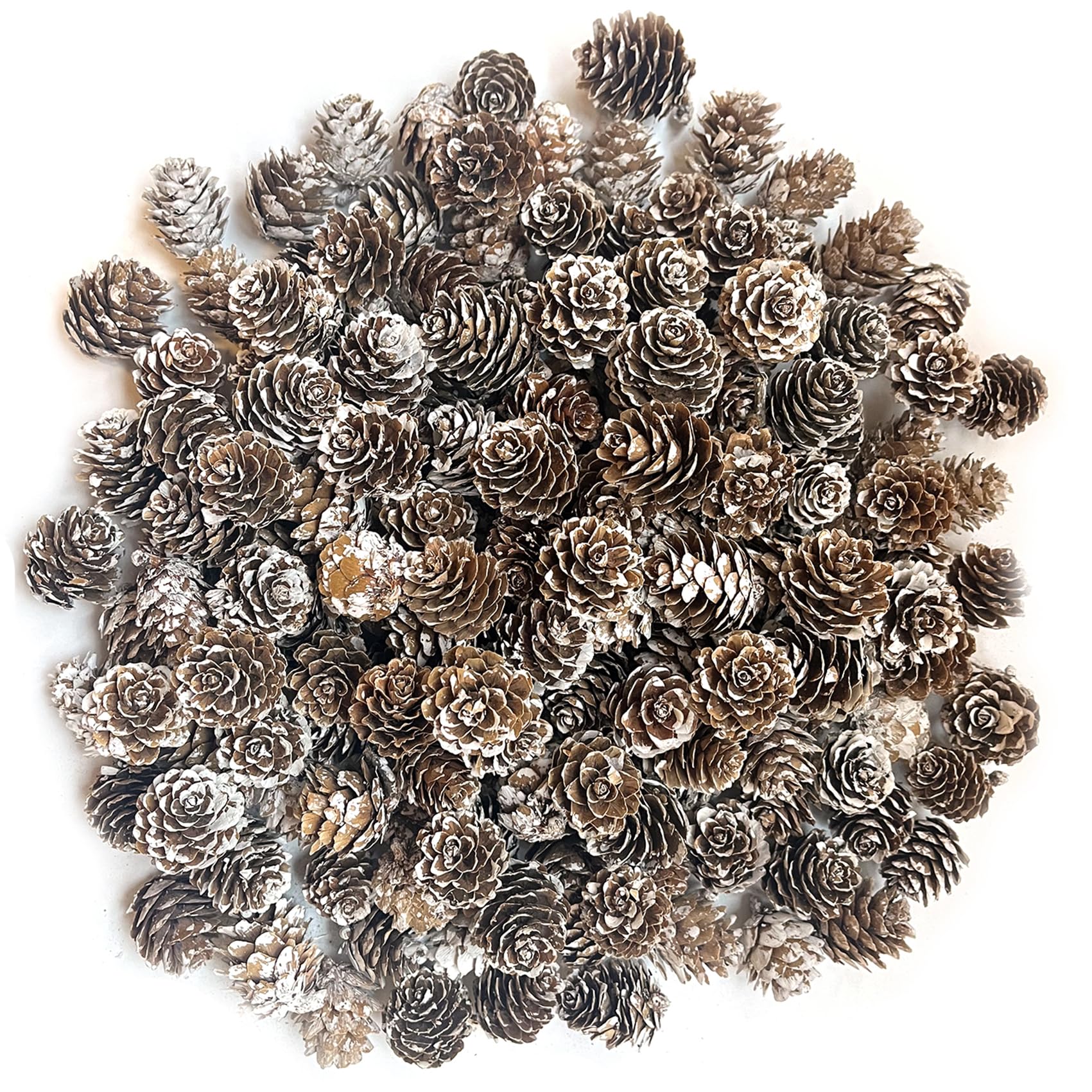 Potwpot Snow 2-3Cm 100Pcs Christmas Snow Pine Cones, Christmas Pinecones Natural Pine Cones White Pine Cones Small Pinecones For Crafts Christmas Party Ornament Diy Home Winter Decoration(2-3Cm)