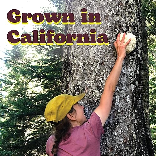 Miniatura 2 de Wilderness Poets, Organic Lions Mane - Polvo de hongos cultivados en California, tamaño a granel (16 onzas - 1 libra)