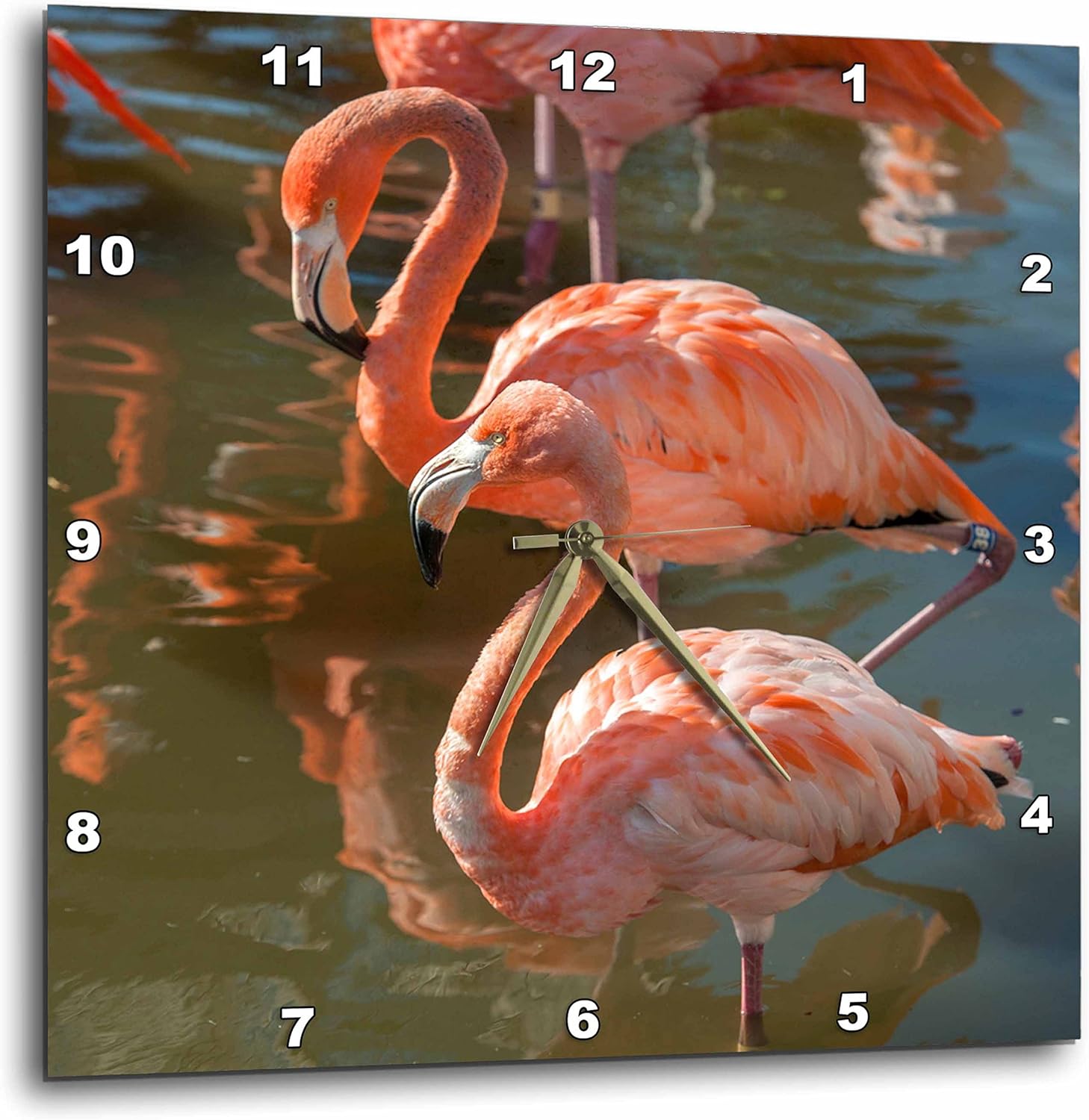 3dRose DPP_207618_3 USA, Florida, Orlando. Pink Flamingos at Gatorland. Wall Clock, 15 by 15"