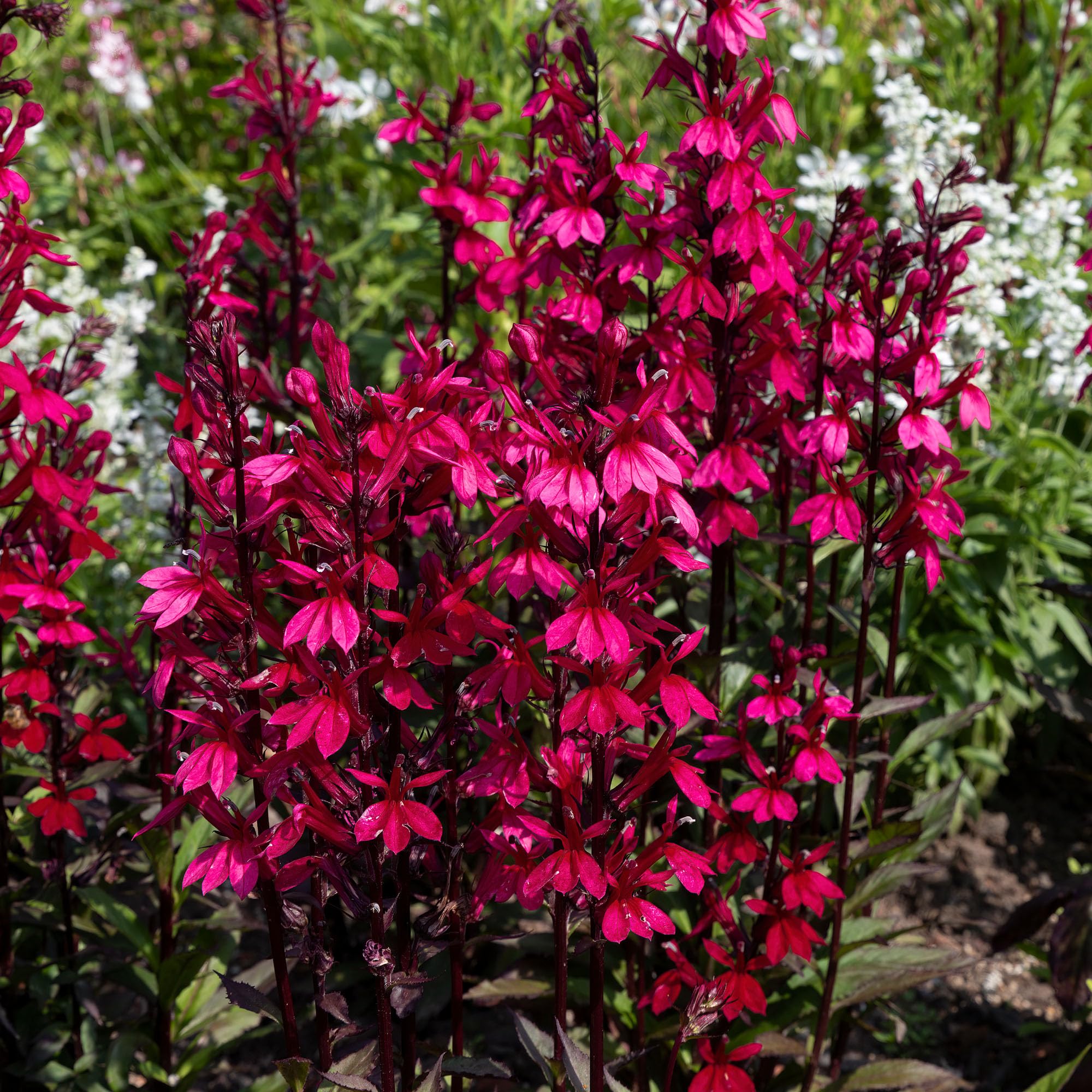 Lobelia Starship Rose - Hardy Perennial Flowering Plant for Gardens and Borders - Vibrant Reddish-Pink Blooms in Pot (9cm Pot, 10-20cm)