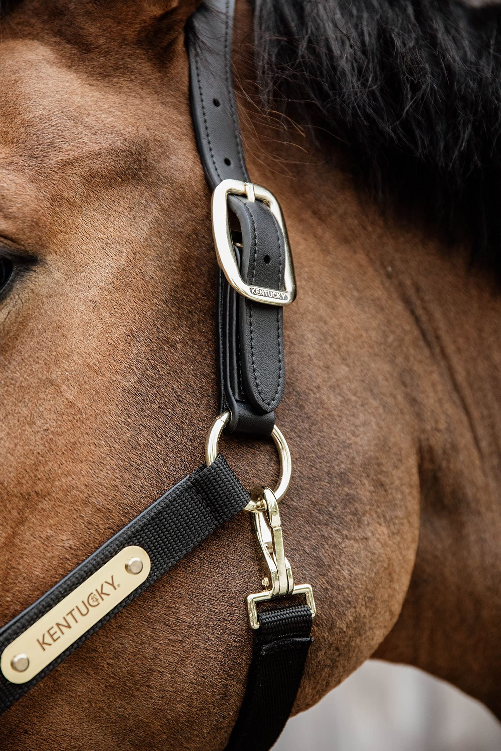 Kentucky Cabezada anatómica para Caballos Nylon