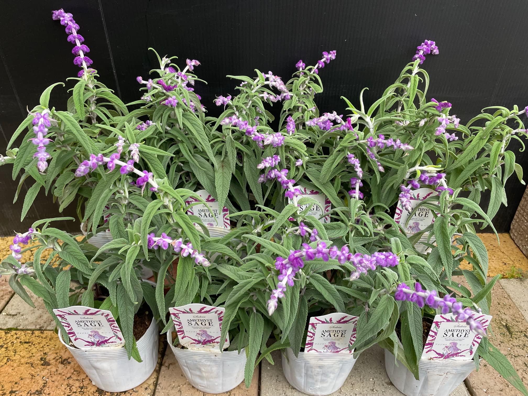 Amazon.co.jp: 毎年咲く【アメジストセージ 3.5号 8個セット】※画像は