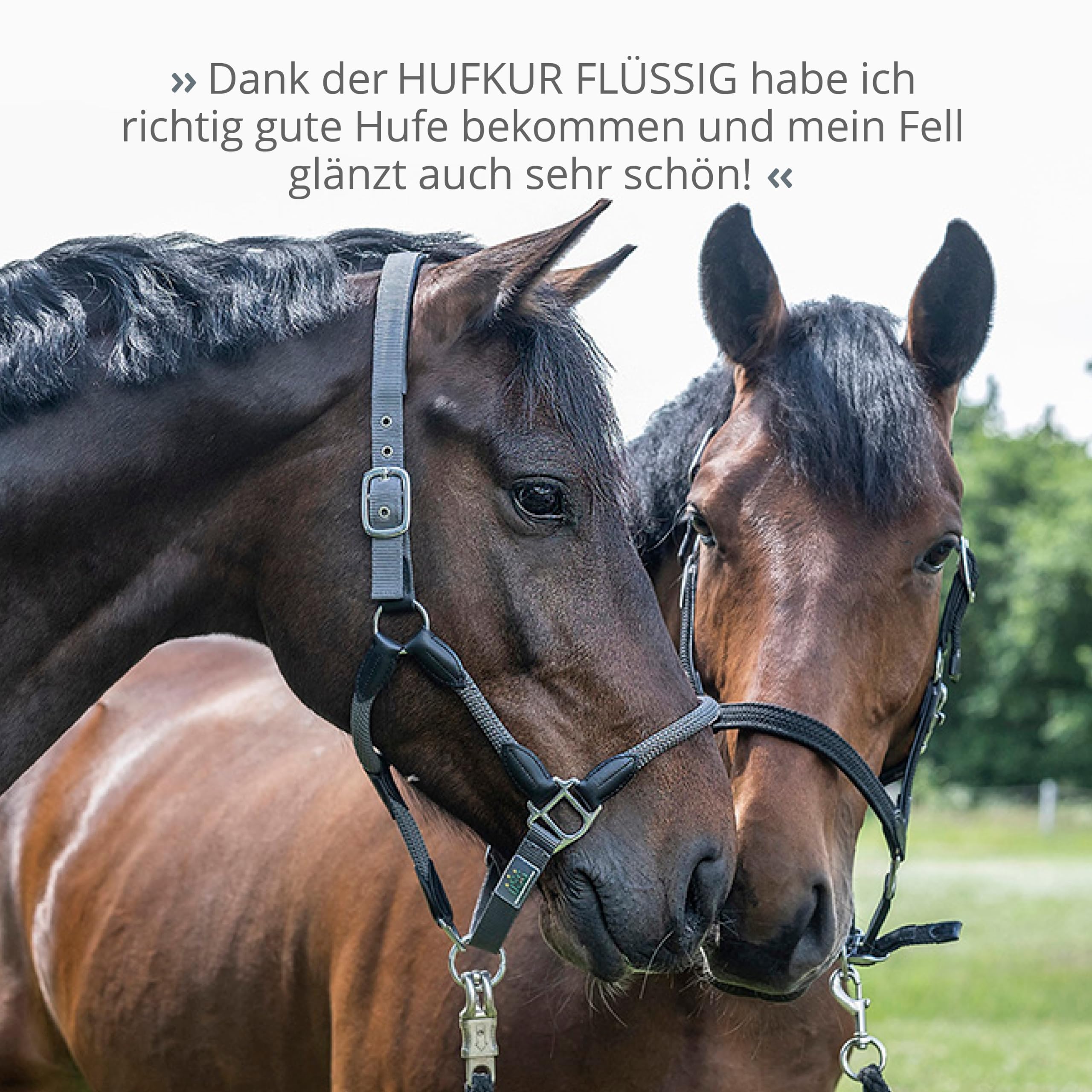 STRÖH Hufkur flüssig für Pferde 1L - Ergänzungsfutter mit Biotin & Zink