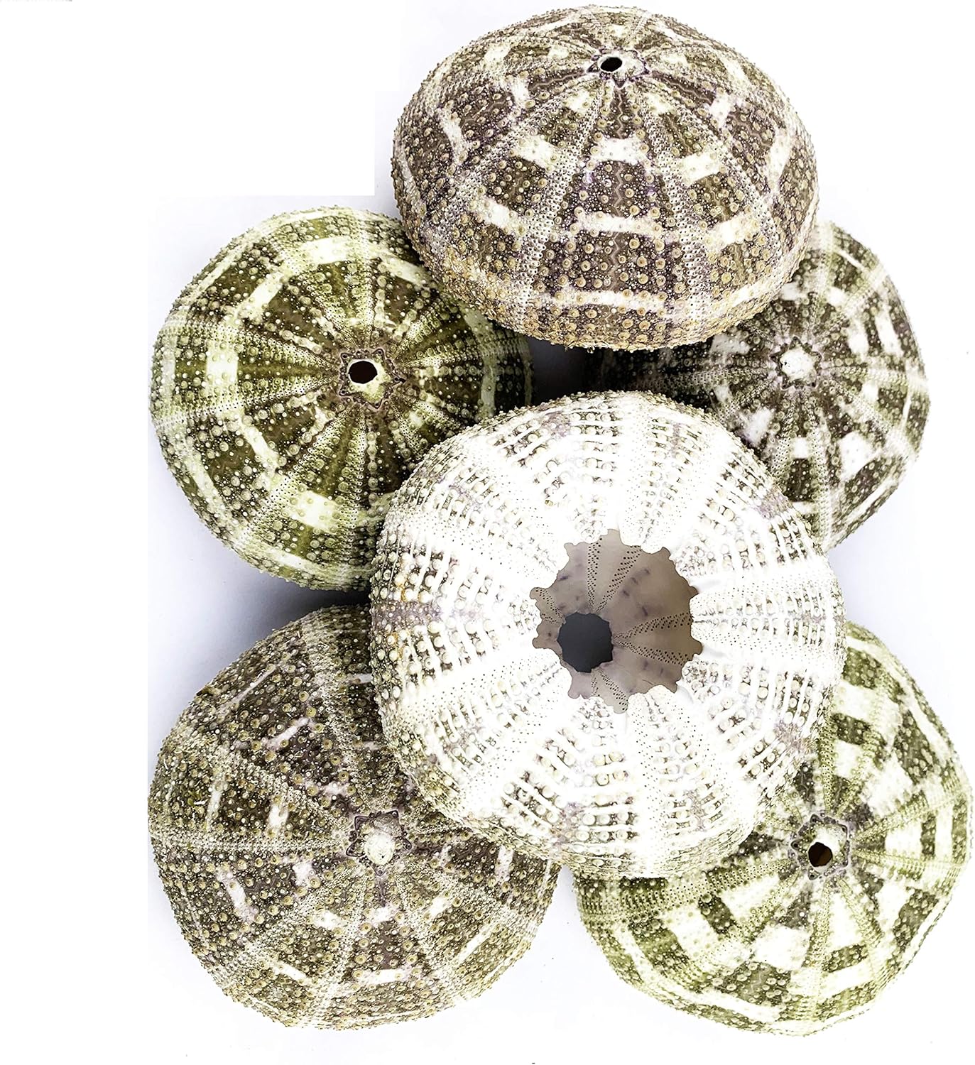 Worlds Large Alfonso Gator Sea Urchins Shells 6PC 3"-4"Inch