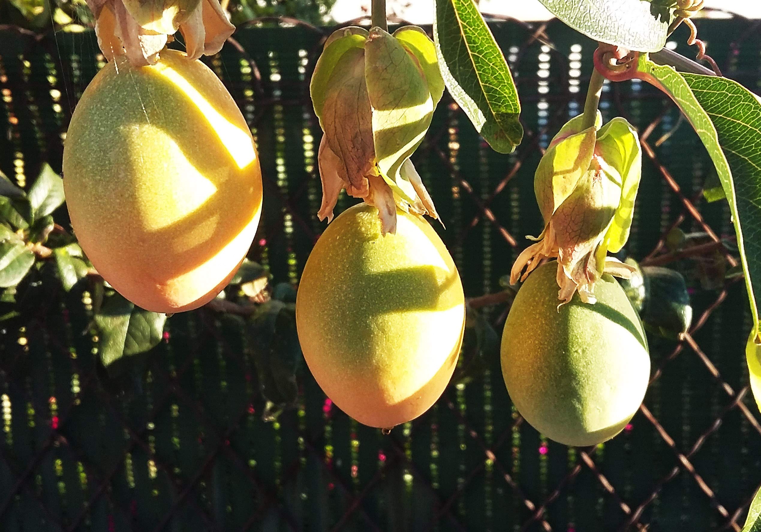 Buy Blue PASSIONFLOWER Passiflora caerulea 2025cm Tall Plant in a 7